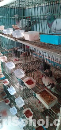 10 pair pigeons for sale with cage
